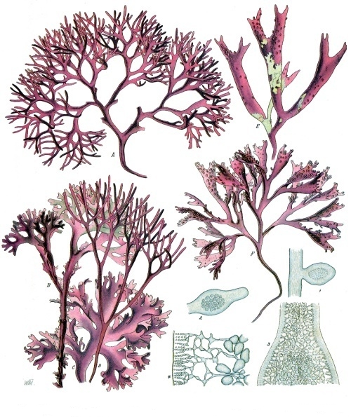 New species of red algae discovered and revised taxonomy