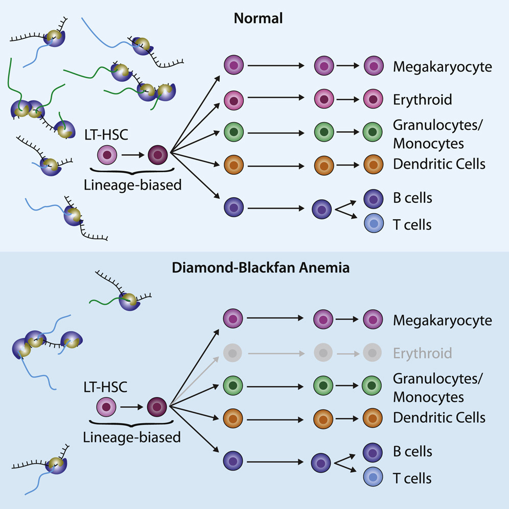 Ribosomes Play A Role in the Mechanism of Blood Cell Differentiation