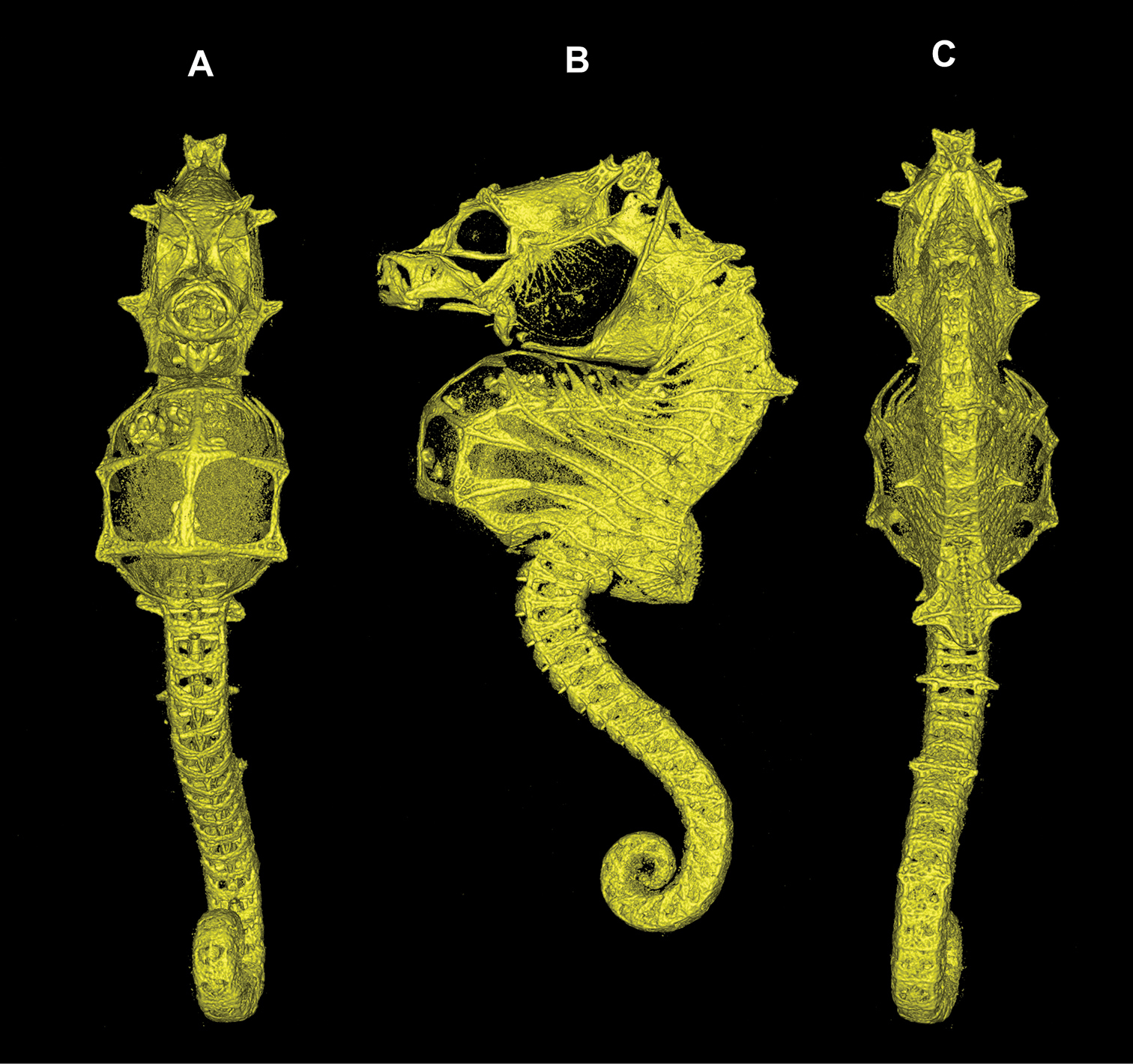 New Species of Pygmy Seahorse Discovered