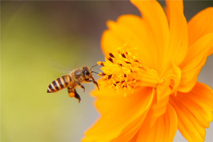 The Battle for Flowers: How Honeybees Compete With Wild Pollinators