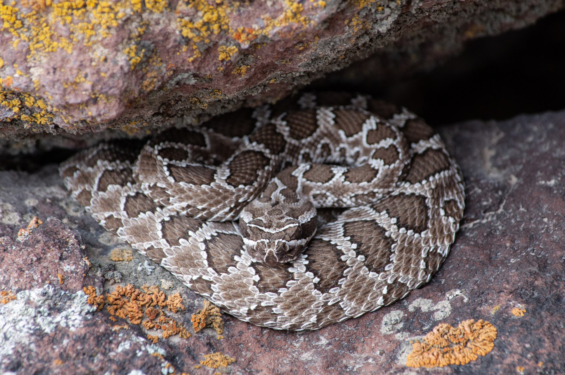 He Tried Electricity for a Snakebite—Then Doctors Had to Save Him