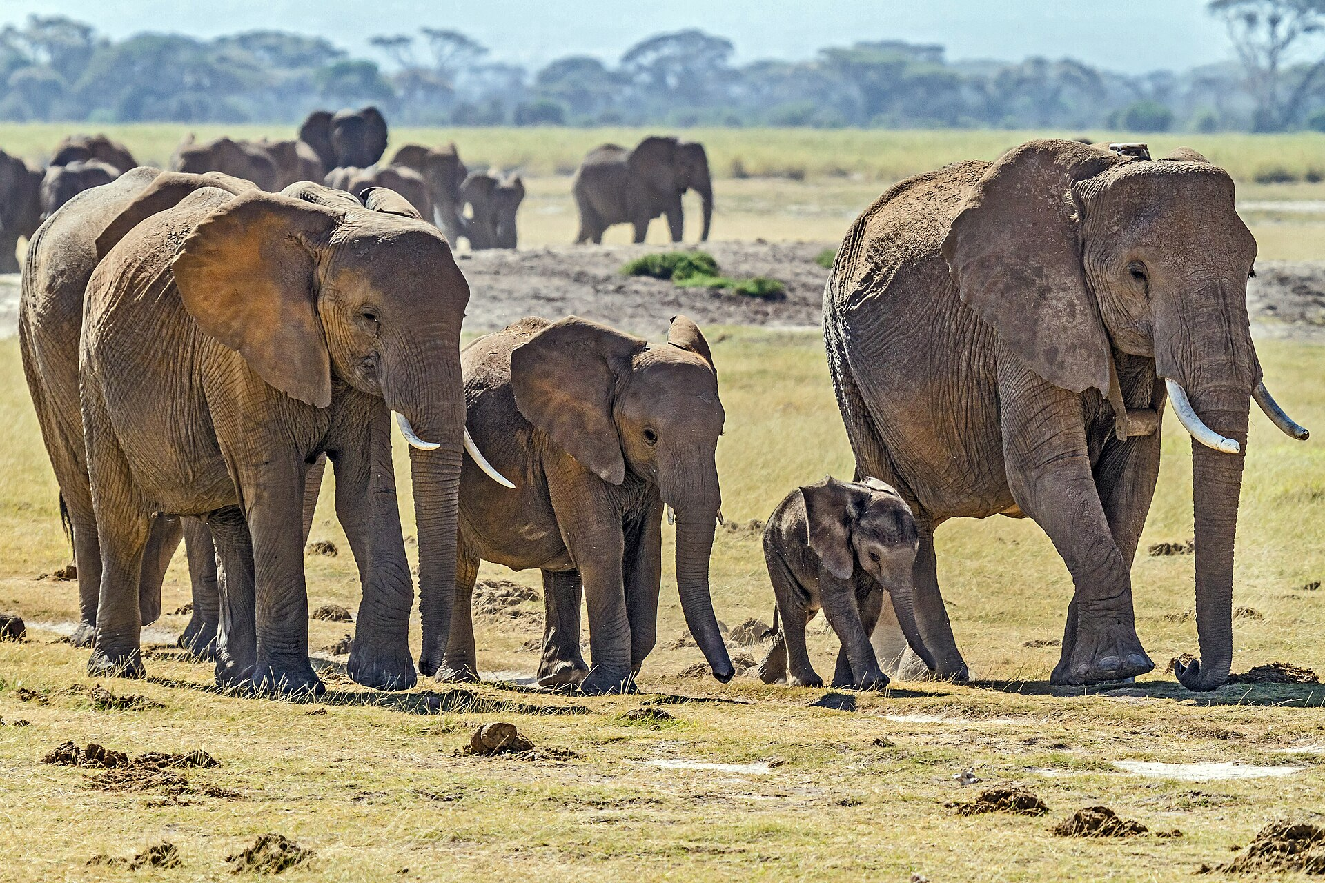 A Chorus of Giants: What Elephant Rumbles Reveal