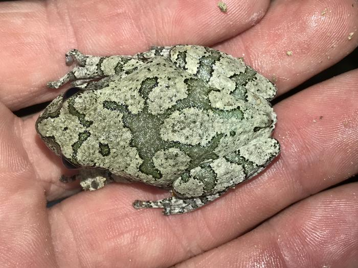 Even Frogs Can’t Decide When Love Offers Too Many Options