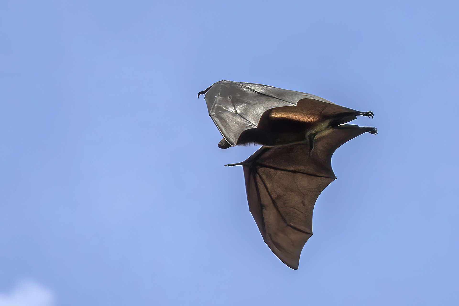 The Bat Family Tree Just Got a Major Makeover