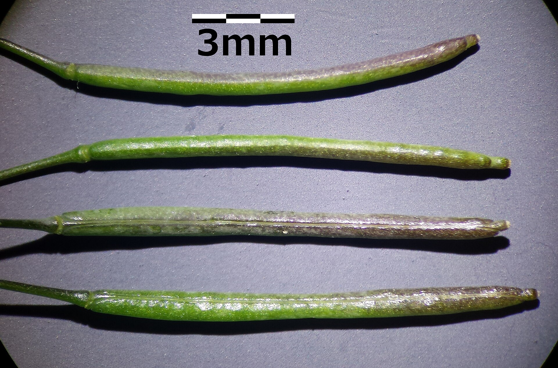 How Plants Sound the Alarm When They’re Hurt