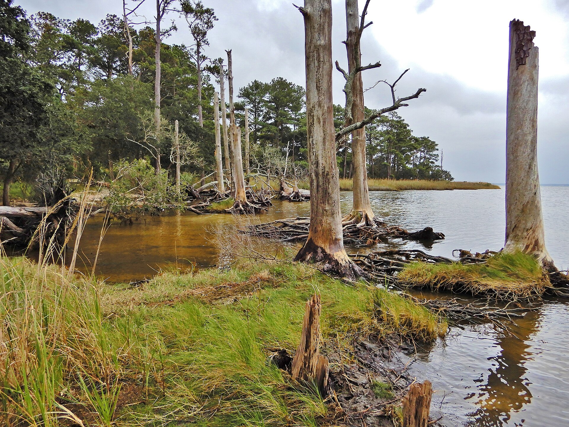 North Carolina’s Forests Are Turning Into Ghosts—and It’s Speeding Up