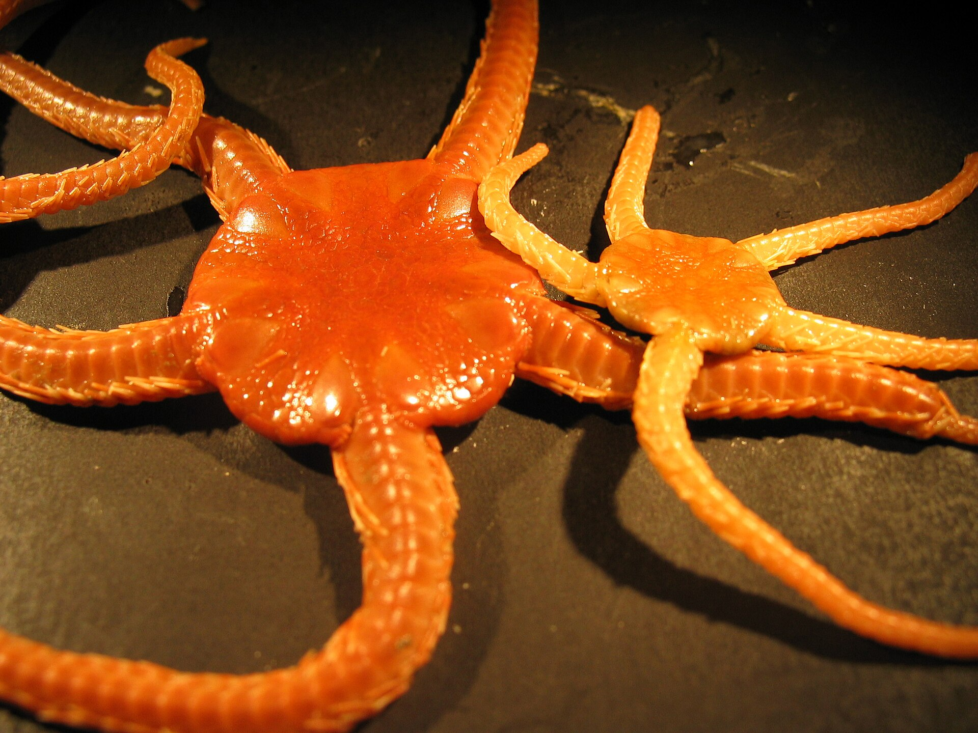 19 Brittle-Star Species Identified in Oregon Waters