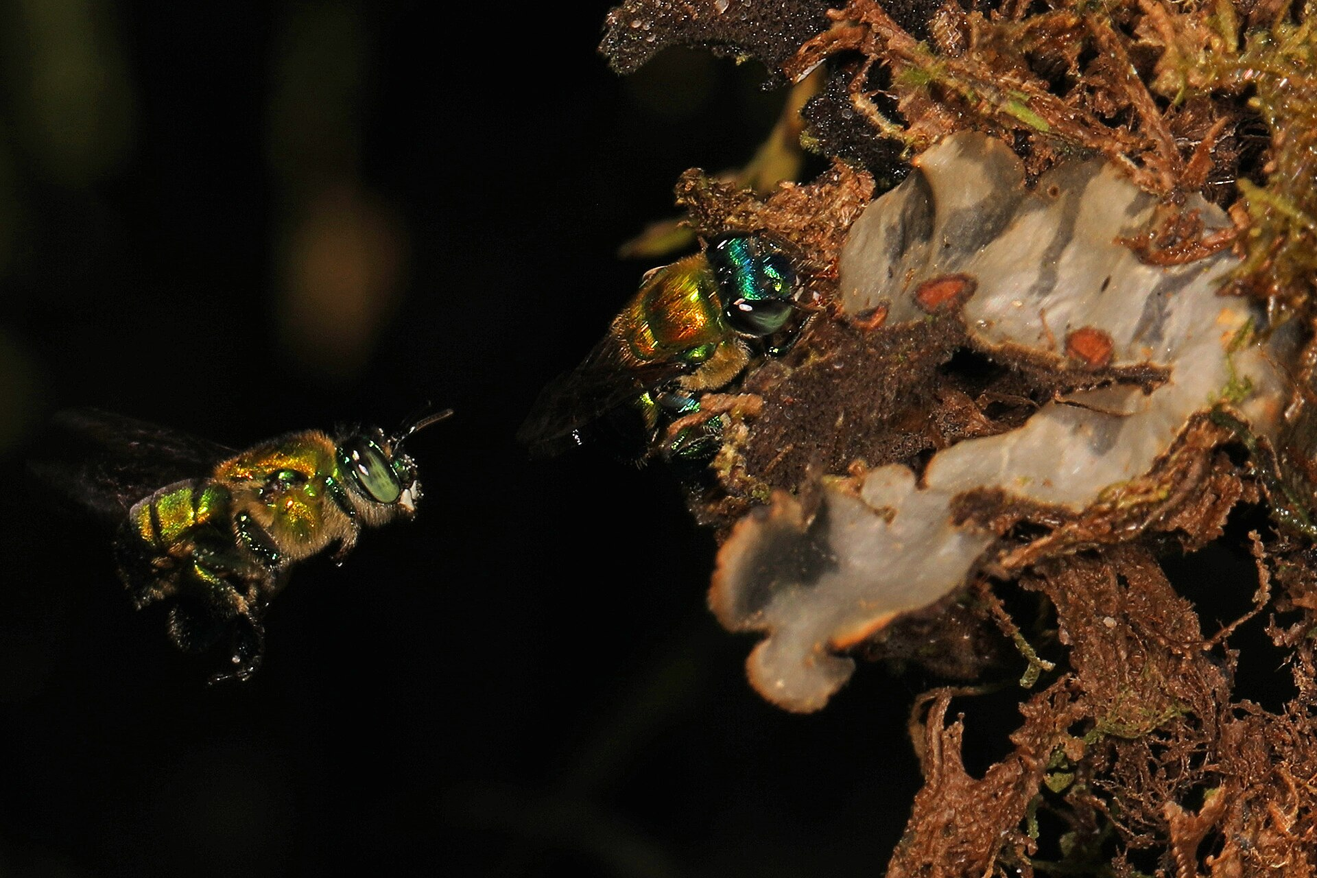 Hundreds of Bees Previously Unrecorded in Colombia Surprise Scientists