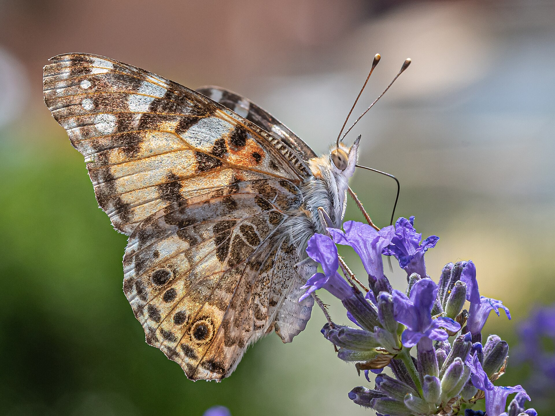 How Butterflies Got Their Extra Light-Detecting Cell