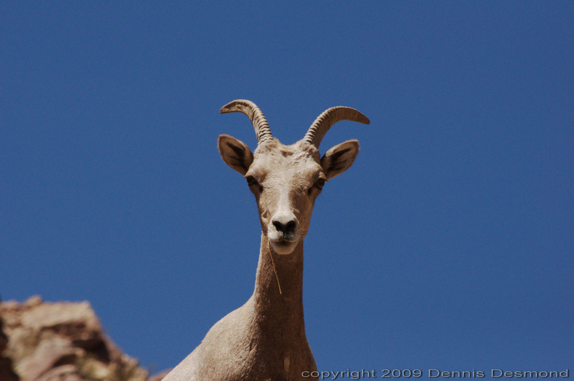 Why Desert Bighorn Sheep Keep Returning to the Same Places