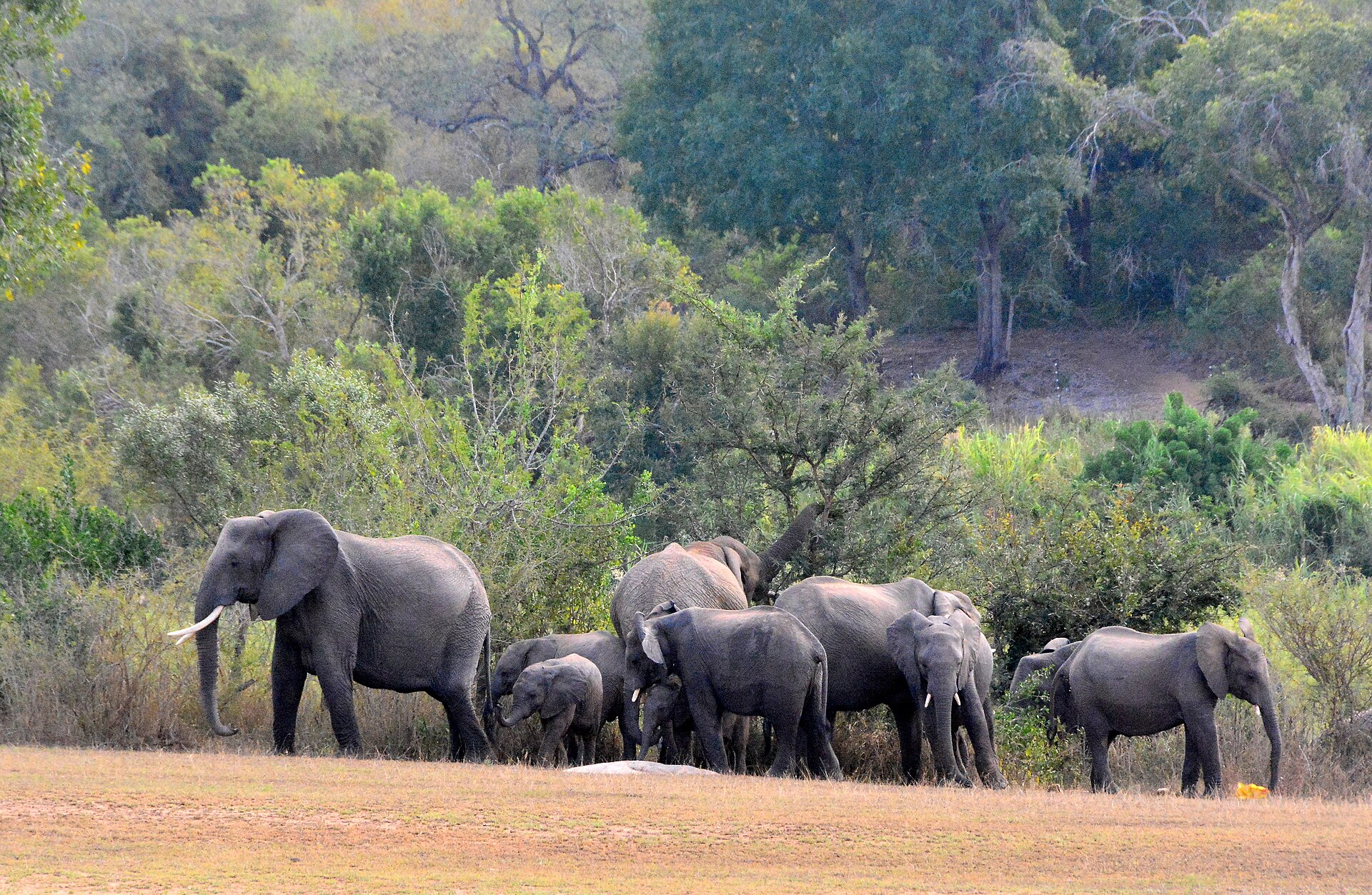An Elephant Dies, but Its Ecological Story Continues