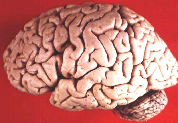 A New Perspective on Aging: How the Brain Changes Throughout Life