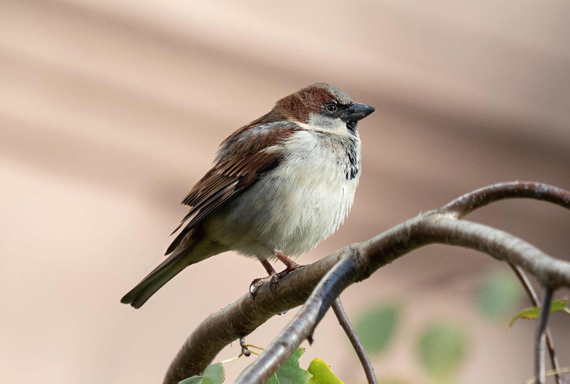 Do Birds Fear Women More Than Men? New Research Reveals a Surprising Discovery