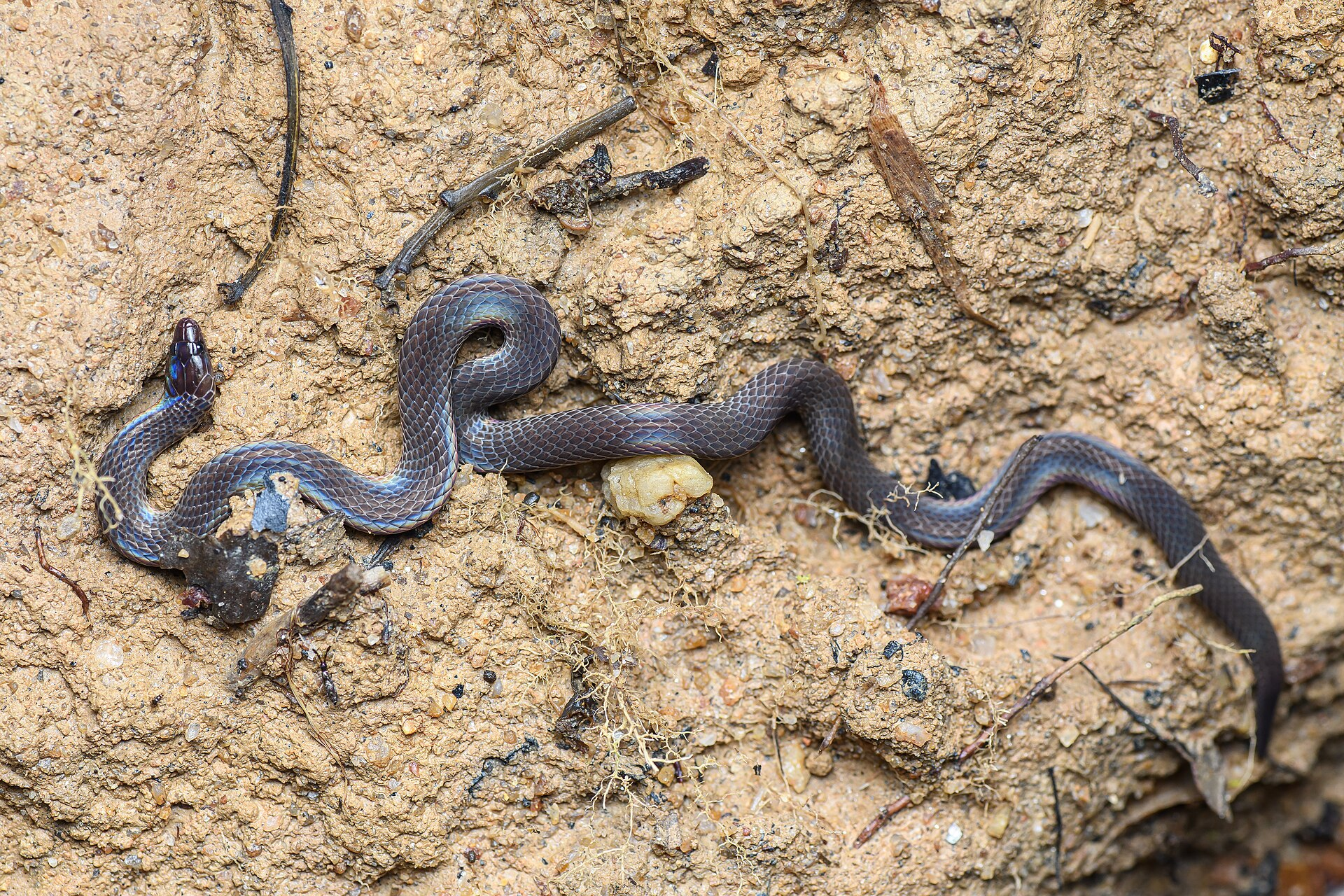 Meet the Rolling Snakes: Nature’s Most Unusual Escape Artists