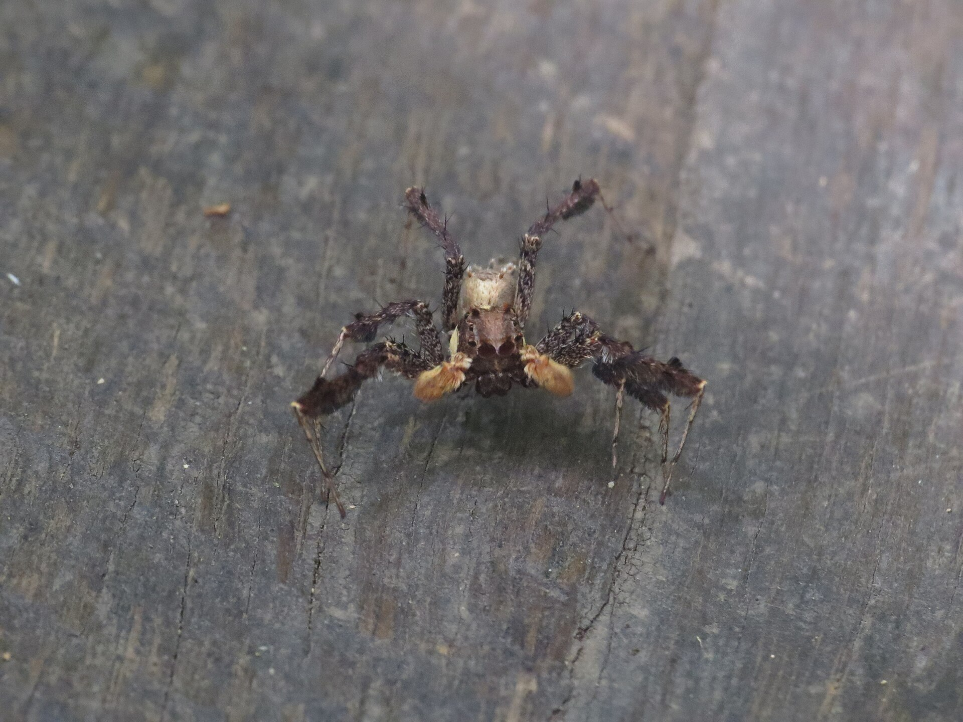 Even Spiders Need Sleep: What Tiny Brains Can Teach Us About Biology