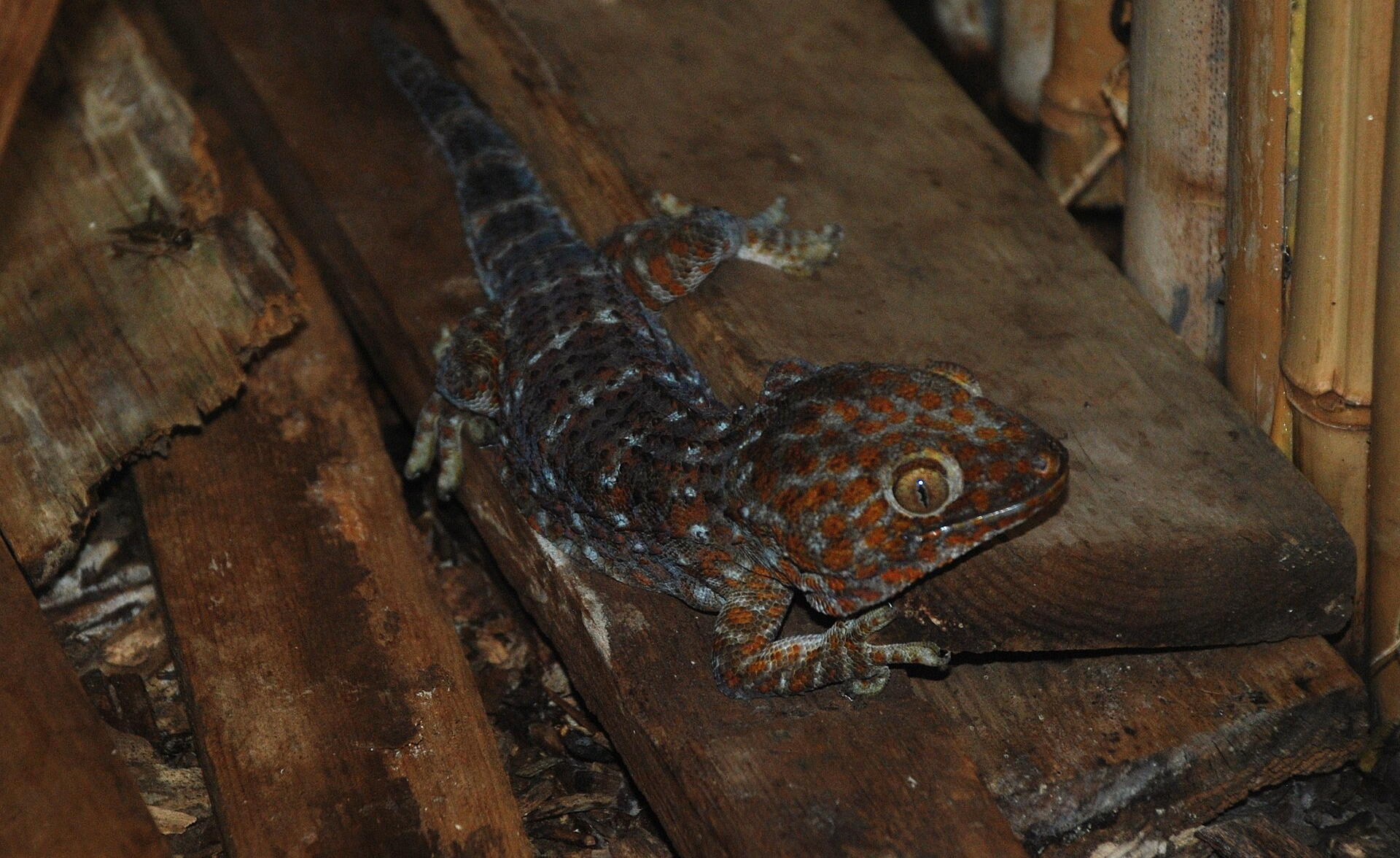 How Tokay Geckos Stretch Their Mating Calls